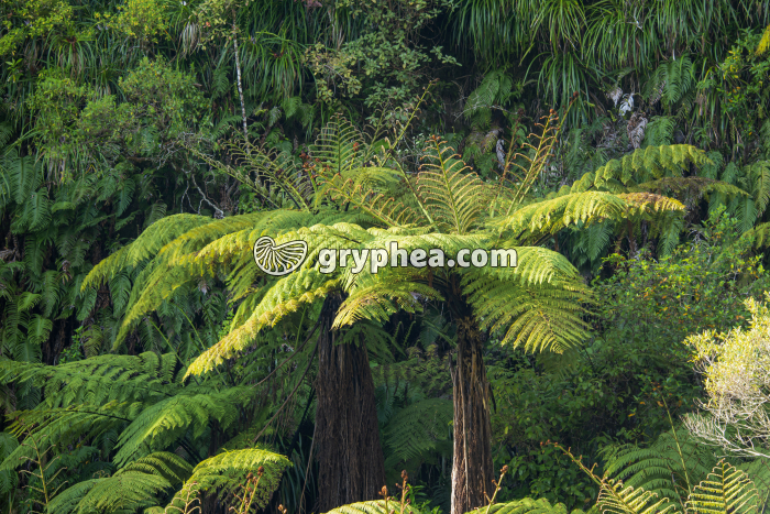 Fougères arborescentes dans une forêt primaire (Nouvelle Zélande) - gryphea.com